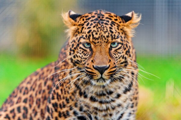 Bella faccia di leopardo in natura