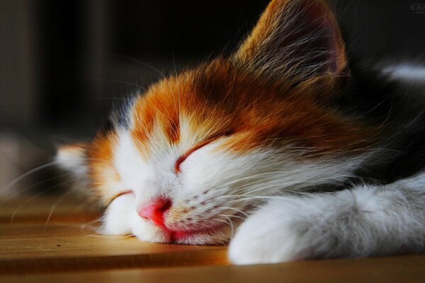 Kleines weiß-rotes Kätzchen schläft auf dem Boden
