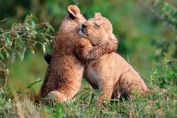 Dwa małe lwiątka przytulają się