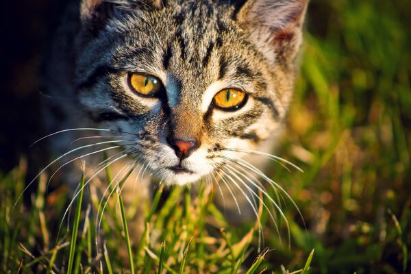 A cat with bright yellow eyes in the grass