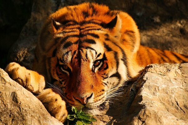 Ein roter Tiger liegt auf einem Stein