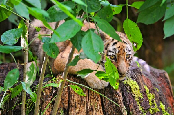 Un pequeño tigre escondido en los arbustos