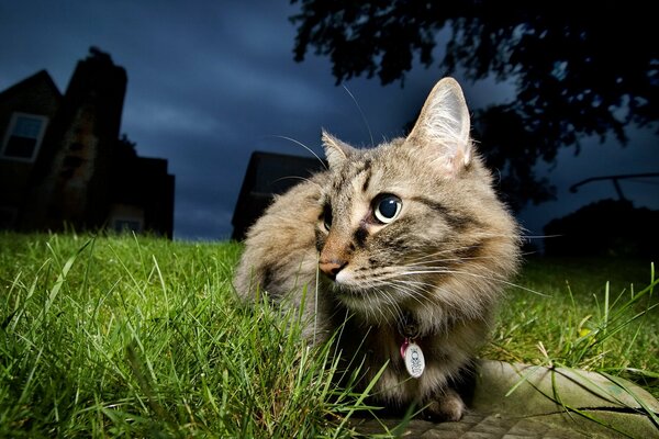 Gatto alla sera con uno sguardo impaurito