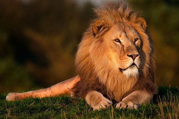 Un joven y hermoso León en la puesta del sol