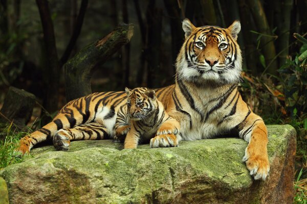 Tigresse se repose avec son petit tigre sur la pierre