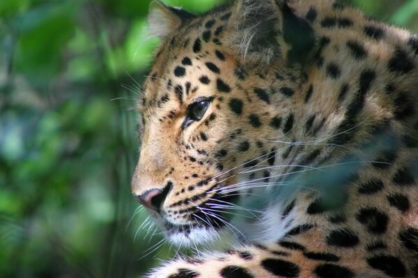 Elegante leopardo de perfil. Descansa