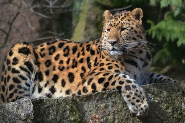 The leopard is lying on a gray stone