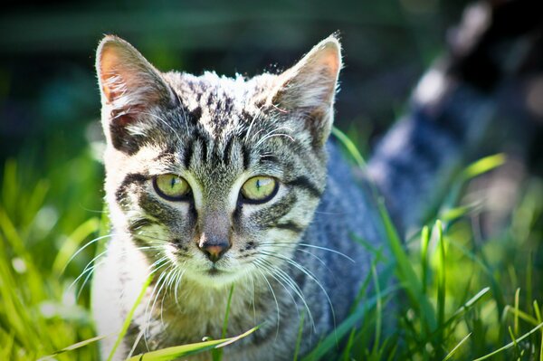 Katze mit großen Augen im Gras