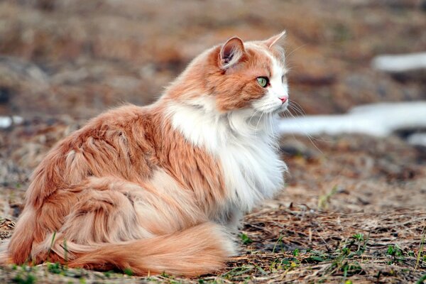 Fourrure Rousse beauté dans la nature