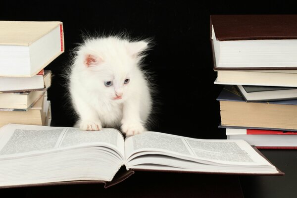 Кот учёный, только маленький и белый