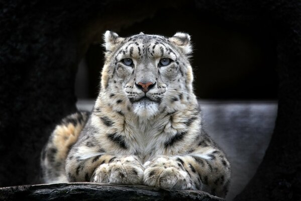 Snow leopard on a black background