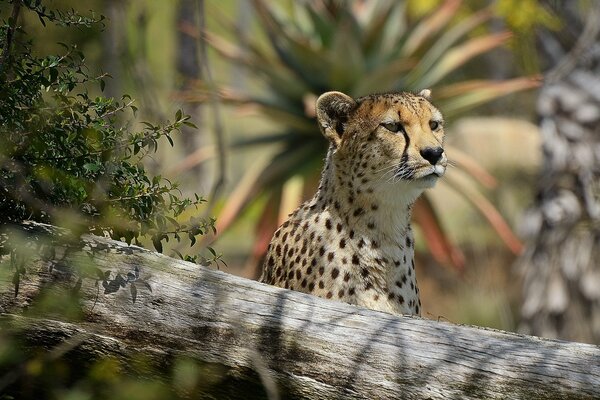 Der Gepard schaut räuberisch mit Interesse in die Ferne