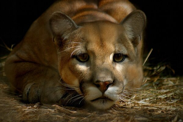 Trauriger puma liegt auf dem Heu