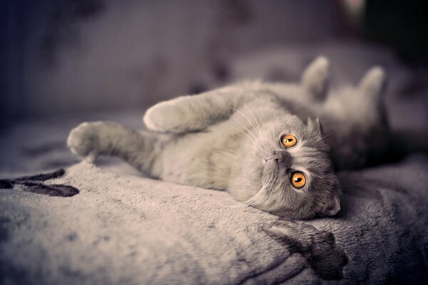 British parody cat, lying on a soft blanket