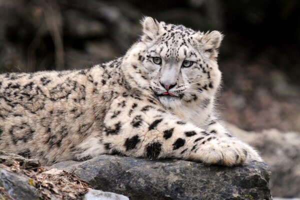 Cute snow leopard is lying on a rock