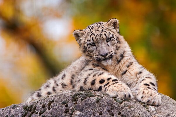 A snow leopard is lying on a rock