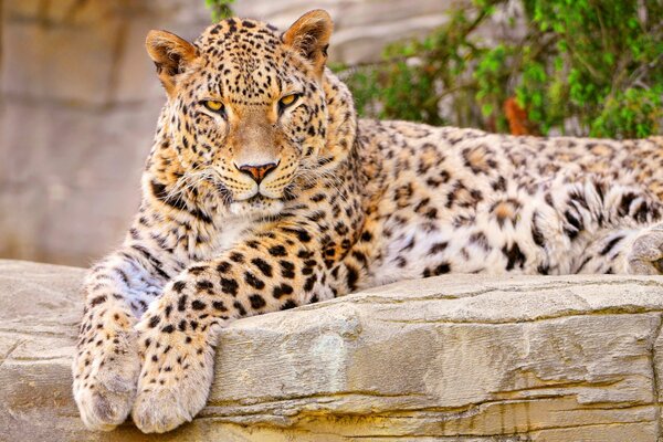 Gato salvaje-un leopardo que descansa sobre una piedra