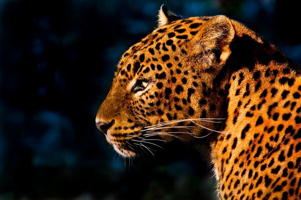 Muso di leopardo di profilo su sfondo scuro