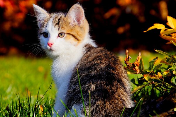 Gatto con la faccia bianca in natura