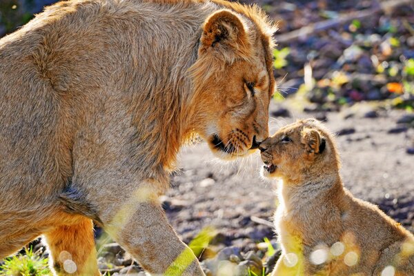 Ein erwachsener Löwe steht Nase an Nase mit einem kleinen Löwen