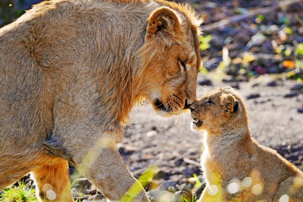 An adult Lion stands nose to nose with a small lion cub