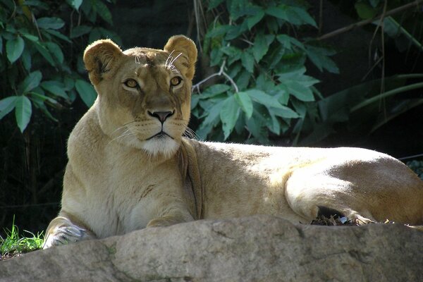 The lioness on the stone looks forward