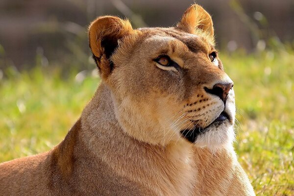 Lioness s muzzle close-up