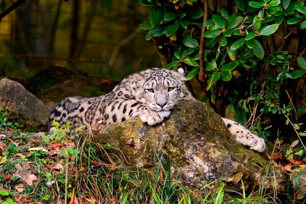 Leopardo de las Nieves yace en el bosque