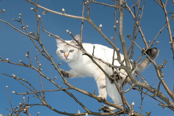 White winter cat on the village