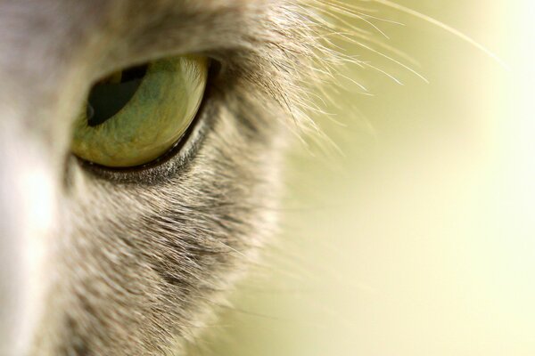 Mirada de gato de ojo verde