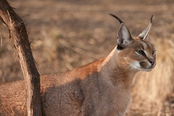 The alert caracal looks attentively into the distance