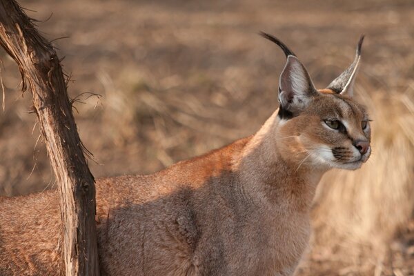 Un caracal alerta Mira de cerca a lo lejos