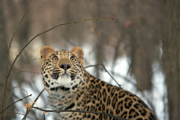 Winter, leopard looks at the top, snow