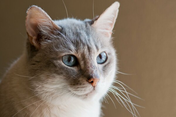 Chat aux yeux bleus sur fond Uni