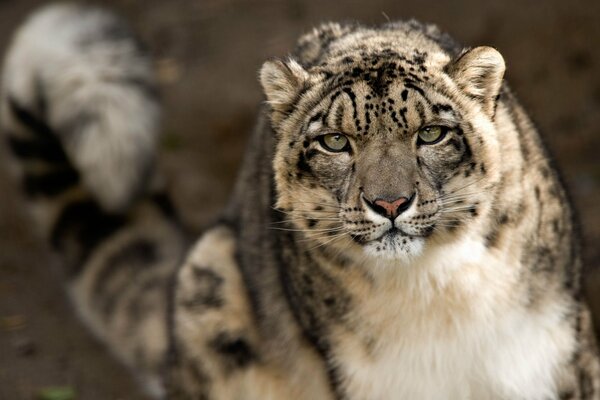 A look into the camera of a snow leopard