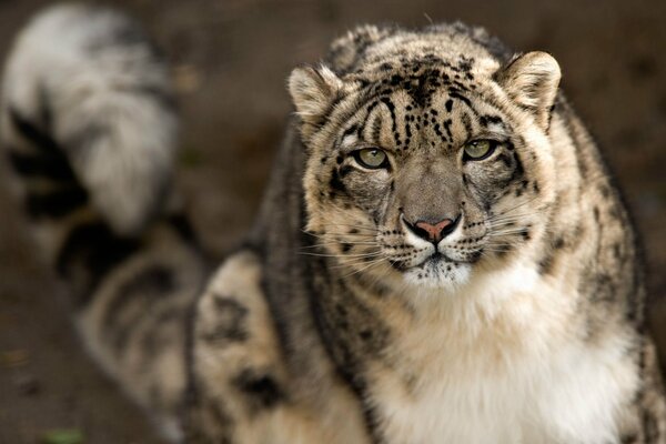 Vue de la caméra du léopard des neiges