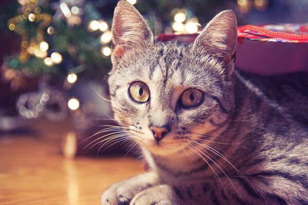 Gestreifte Katze mit einem süßen, bettelnden Blick