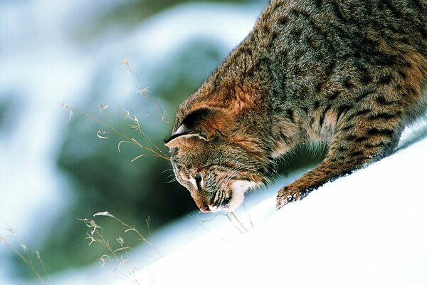 Wild cat is looking for someone in the snow