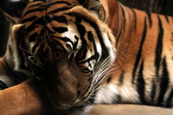 Le tigre dort en posant sa tête sur ses pattes