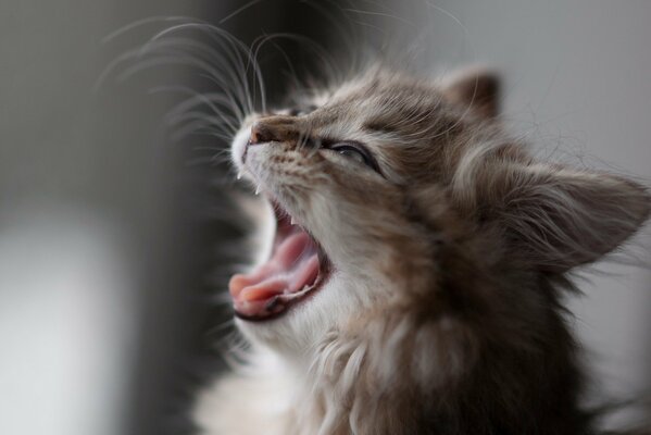 The kitten yawns and opens its mouth