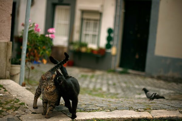 Deux chats amicaux et une colombe sur le trottoir