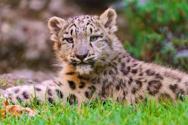 Leopardo de las Nieves yace en la hierba