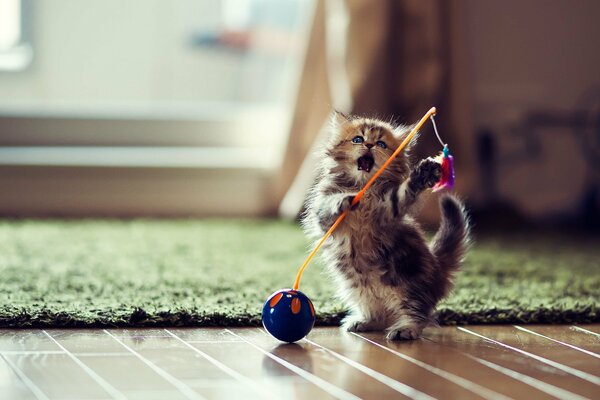 Pequeño gatito jugando con una pelota