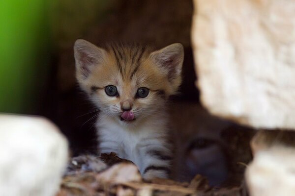 Un pequeño gatito se asoma de las rocas