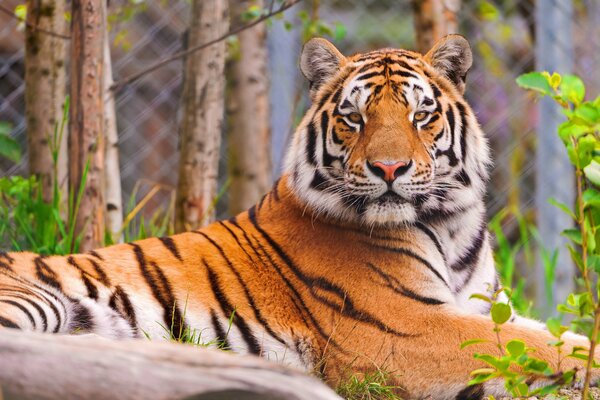 La tigre a strisce guarda la telecamera