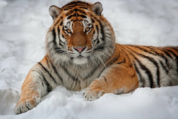 El tigre rayado yace en la nieve y Mira directamente