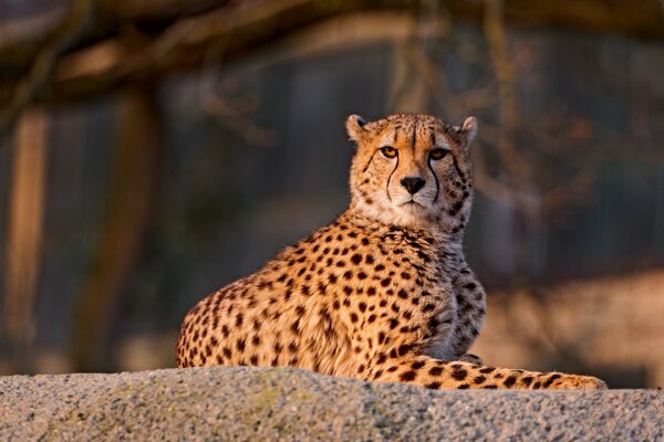 Die Wildkatze ist ein gefleckter Gepard, der auf einem Stein liegt