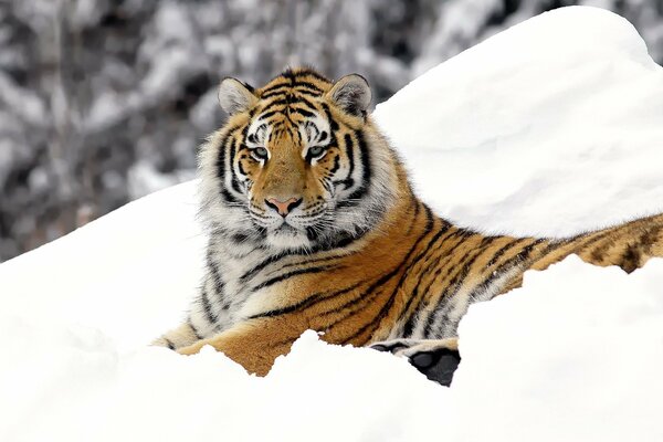 Striped tiger on a snowy background