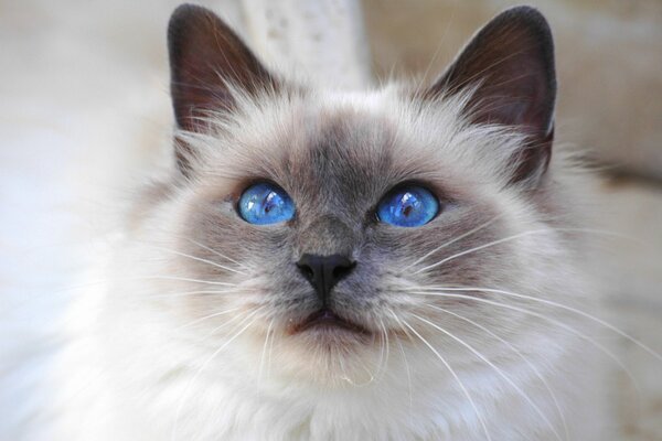 Gato birmano con ojos azules