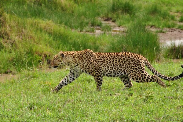 A wild leopard walks on the grass